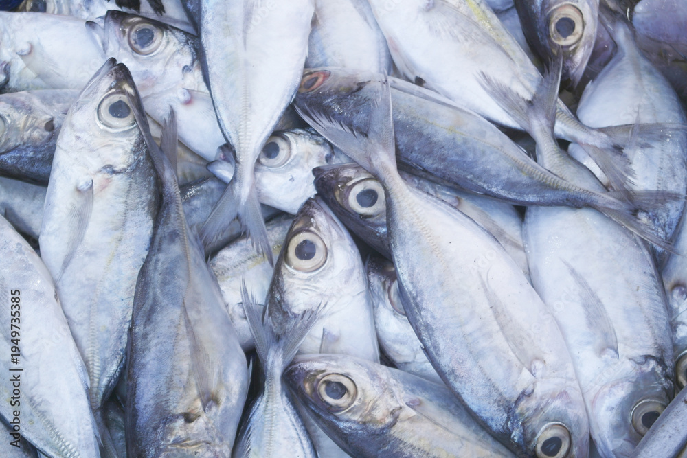 Obraz premium Many bigeye scad fishes close up