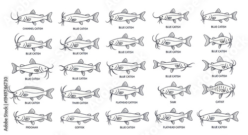 Diverse Catfish Species Collection: Hand-Drawn Illustrations with Labels