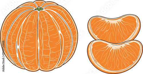 Whole Peeled Mandarin Orange and Individual Fruit Segments Vector Illustration Set in Detailed Etched Style for Healthy Snack Branding and Citrus Fruit Nutrition Designs