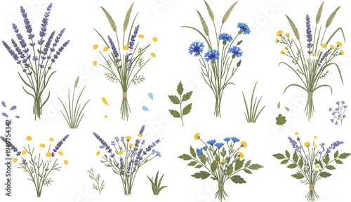 Wild meadow flowers and lavender botanical illustration set with chamomile cornflower grass natural floral collection
