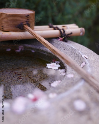 桜の花びらが手水舎に舞い落ちる