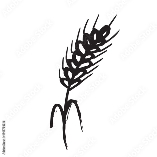 Hand drawn cereal wheat oat rye barley rice ears spikelet clipart Organic wheat bread agriculture farming harvest healthy food Single element for print packaging label design decor