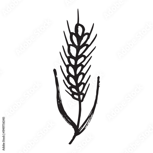Hand drawn cereal wheat oat rye barley rice ears spikelet clipart Organic wheat bread agriculture farming harvest healthy food Single element for print packaging label design decor
