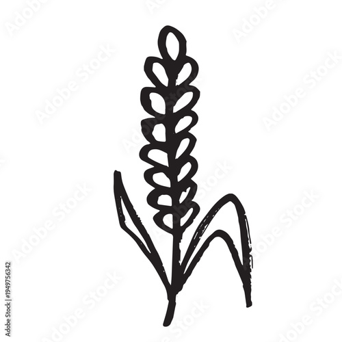 Hand drawn cereal wheat oat rye barley rice ears spikelet clipart Organic wheat bread agriculture farming harvest healthy food Single element for print packaging label design decor