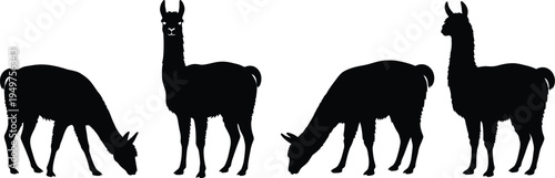 A collection of four distinct black silhouettes of llamas in various standing and grazing poses