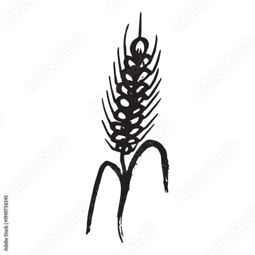 Hand drawn cereal wheat oat rye barley rice ears spikelet clipart Organic wheat bread agriculture farming harvest healthy food Single element for print packaging label design decor