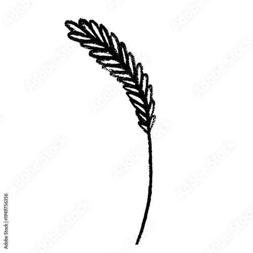 Hand drawn cereal wheat oat rye barley rice ears spikelet clipart Organic wheat bread agriculture farming harvest healthy food Single element for print packaging label design decor