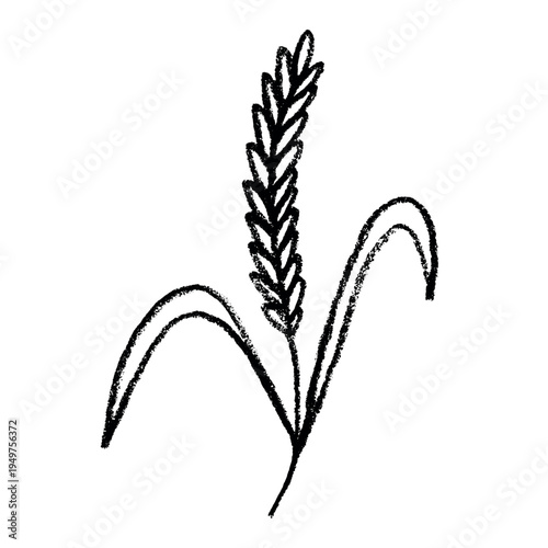 Hand drawn cereal wheat oat rye barley rice ears spikelet clipart Organic wheat bread agriculture farming harvest healthy food Single element for print packaging label design decor