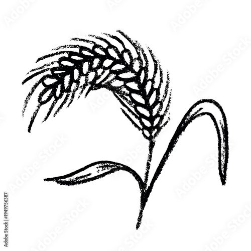 Hand drawn cereal wheat oat rye barley rice ears spikelet clipart Organic wheat bread agriculture farming harvest healthy food Single element for print packaging label design decor