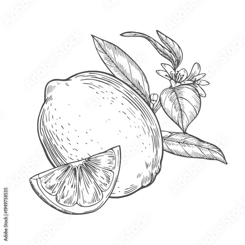 Lemon fruits on branch, Slice of Lemon and leaves. Hand drawn Sketch vector illustration. Black ink outline of citrus. Isolated on white background. Design for menu, package, cosmetic, textile