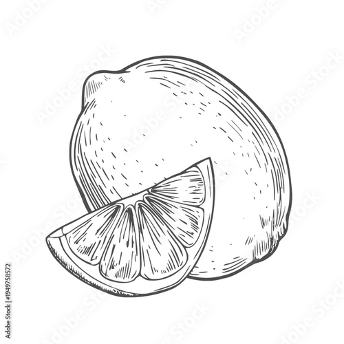 Lemon fruits on branch, Slice of Lemon and leaves. Hand drawn Sketch vector illustration. Black ink outline of citrus. Isolated on white background. Design for menu, package, cosmetic, textile