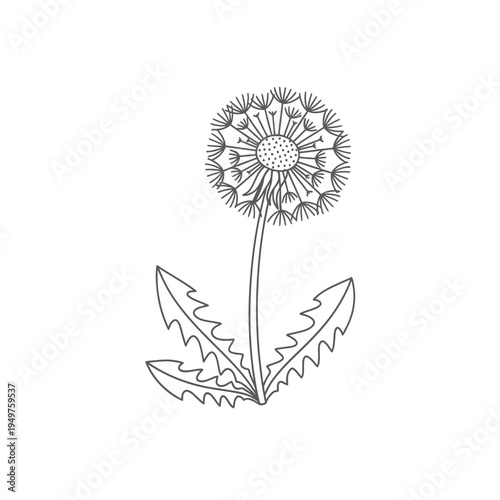 Dandelion Flower Outline vector illustration