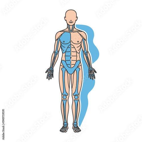 Human Body Anatomy Showing Muscles and Bones vector illustration