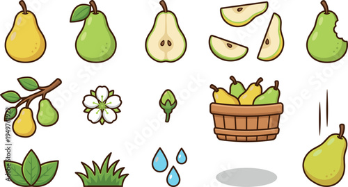 Pear Fruit Collection with Leaves Blossom Basket Slice Vector Illustration