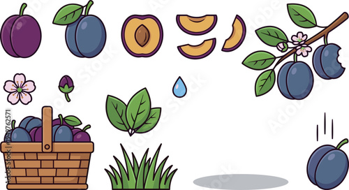 Plum Fruit Collection with Leaves Blossoms Basket Vector Illustration