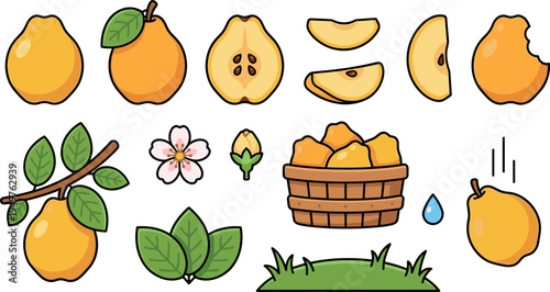 Quince Fruit Collection with Leaves Blossoms Basket Vector Illustration
