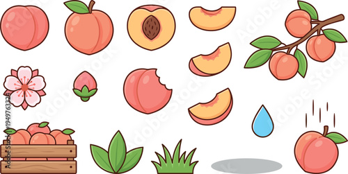 Peach Fruit Collection with Leaves Blossoms Slices Crate Vector Illustration