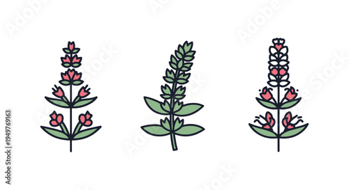 Anise Hyssop Line art vector creative abstract modern illustration