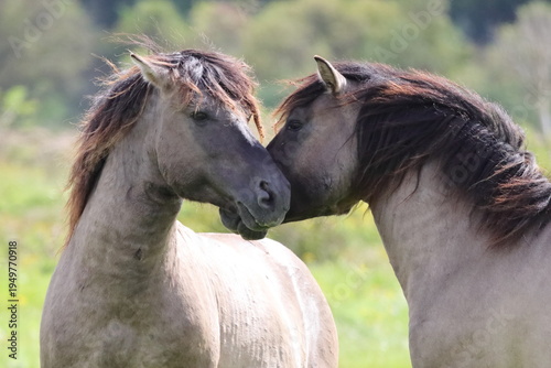 Konik