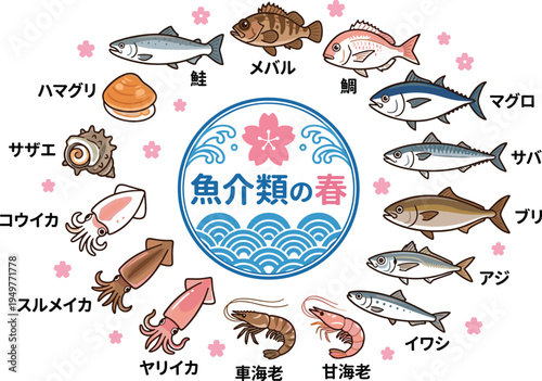 Japanese seafood illustration collection, spring fish and shellfish species with labels, tuna, mackerel, squid, shrimp, traditional food vector design