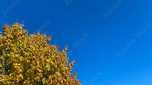 A beautiful and clear blue sky has copy space. It is by a maple tree with yellow leaves in autumn.