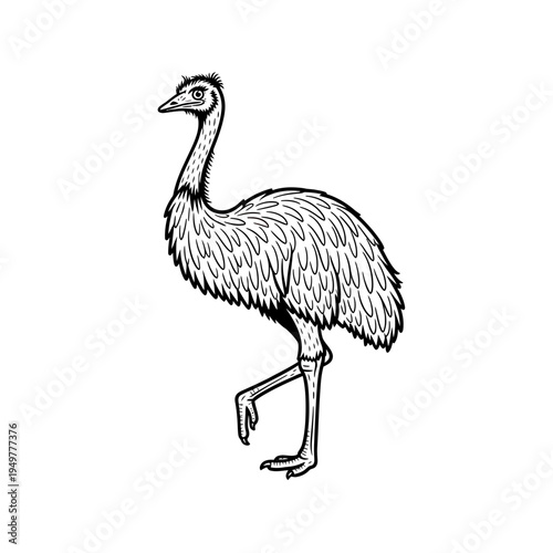Emu Bird Outline Vector Illustration vector illustration