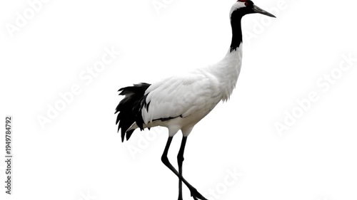 crane isolated on white background