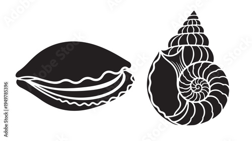 Illustration of two seashells with detailed spiral and wavy patterns on a white background