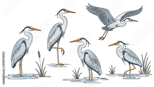 Five herons standing and flying around water plants