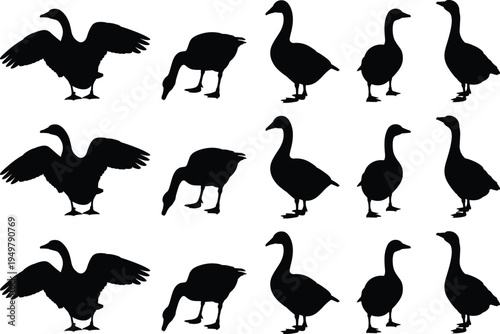 Goose silhouette collection featuring different standing and feeding goose bird poses isolated vector set for farm animal wildlife design illustration