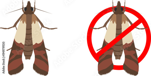 Set of Indian Meal Moth Icon Vector Pantry Pest Insect