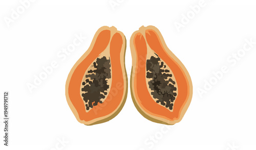 Botanical papaya cross section vector illustration isolated on white background