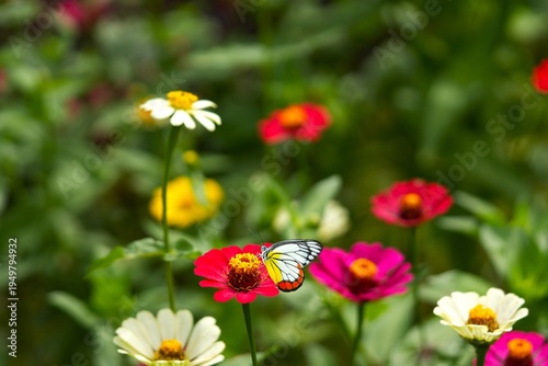 Close up of a Painted Jezebel butterfly (Delias hyparete) resting on a Zinnia flower.