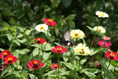 a Common Mormon butterfly (Papilio polytes) resting on flower