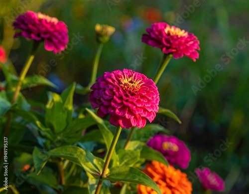 Vibrant Red Dahlia Flower in Full Bloom