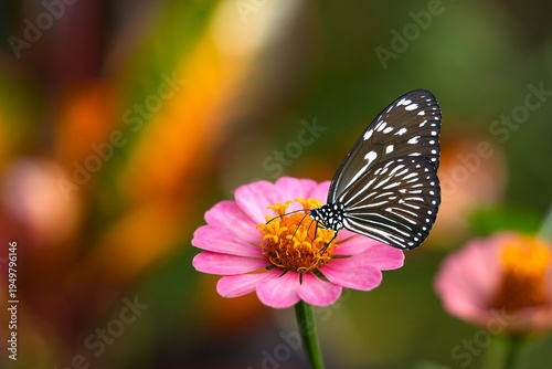 Close up of a Blue Glassy Tiger (Ideopsis vulgaris) feeding on a flower.