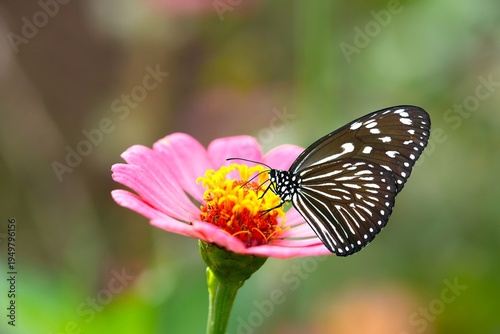 Close up of a Blue Glassy Tiger (Ideopsis vulgaris) feeding on a flower.