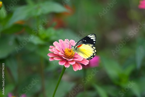 Close up of a Sunda Jezebel butterfly (Delias belisama) feeding on a flower.