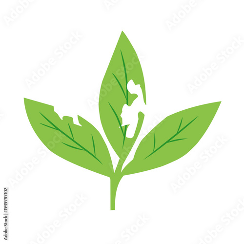 illustration of a leaf with holes eaten by insects