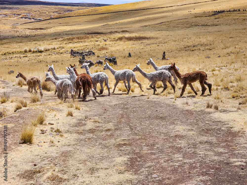 Fototapeta premium Alpaca wool breeding and shearing process for the textile industry