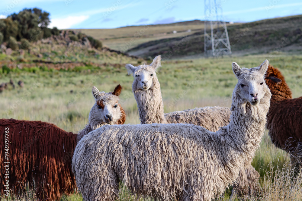 Fototapeta premium Alpaca breeding process for wool production in high Andean grasslands