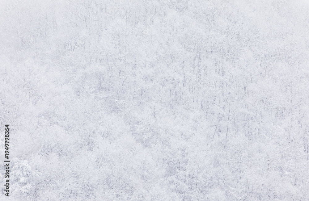 Obraz premium Snowfall Over Dense Snow Covered Winter Forest