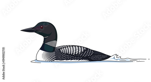 Common Loon Bird Swimming on Water, Vector Illustration, White Background