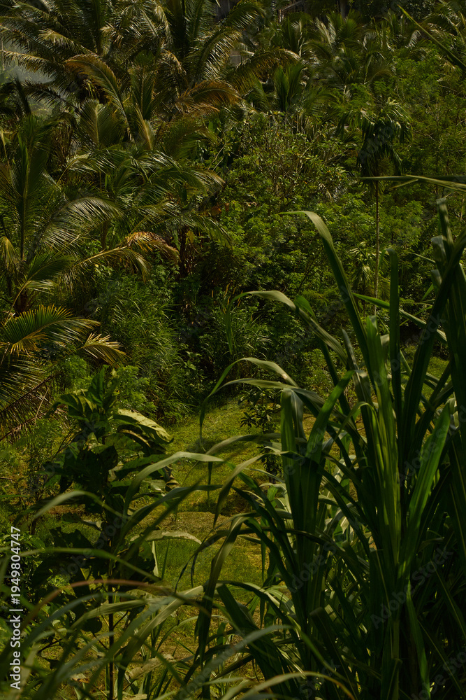 Obraz premium Dense tropical rainforest landscape in Bali Indonesia