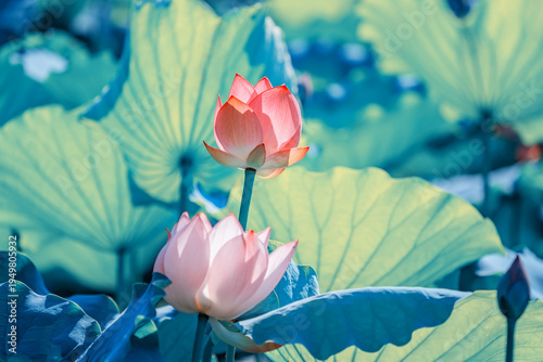 Lotus flower plants in garden pond