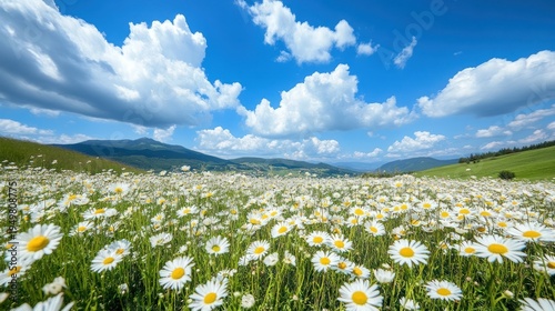 Vast Field of White Daisies Blooming in a Picturesque Mountain Valley Under a Blue Sky