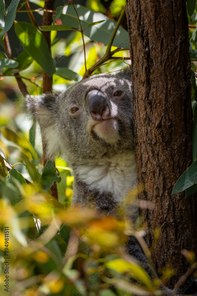 Fototapeta premium Koala in a tree