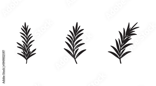 Black silhouette of three sprigs of rosemary or similar herbs with long thin leaves  commonly used in cooking and herbal remedies