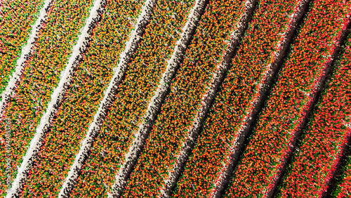 Aerial drone view of tulip flowers fields background in spring season, blossoming tulips background in springtime, typical Dutch agriculture landscape, Lisse, South Holland, the Netherlands