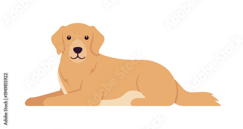 Golden Retriever dog, intelligent, friendly, devoted pet lying pose. Trainable playful and active kind breed, well groomed hair, vet care, daily exercise. Vector flat style cartoon illustration